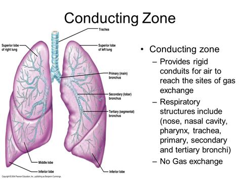 Respiratory System: Structure, Parts & Function » How To Relief