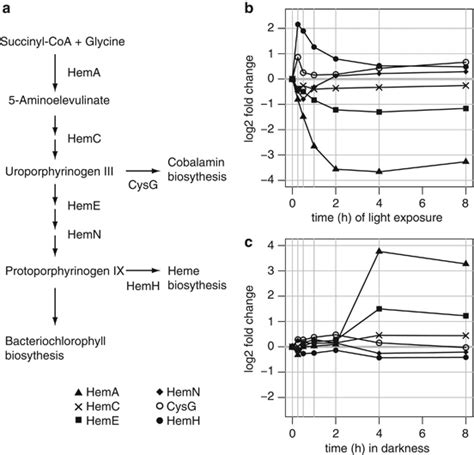 Changes in the expression of porphyrin biosynthesis node genes. (a) A... | Download Scientific ...