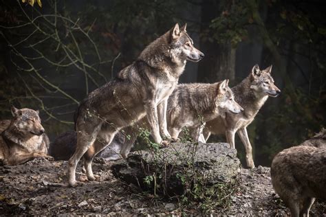 Pack of wolf during daytime HD wallpaper | Wallpaper Flare