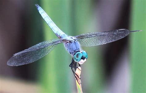 Dragonflies landed on them… | The Dragonfly Foundation