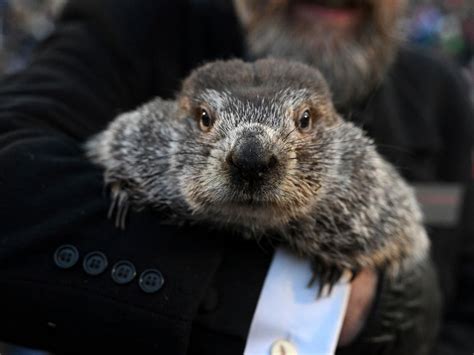 Groundhog Day 2024: Will Punxsutawney Phil See His Shadow? | Pittsburgh, PA Patch