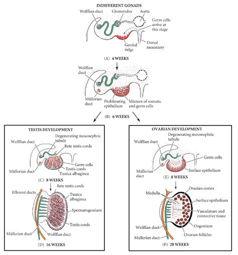 Development of the Reproductive System - Embryology - TeachMeAnatomy