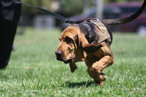 Robert took this picture in training. Bloodhound puppy learning to ...