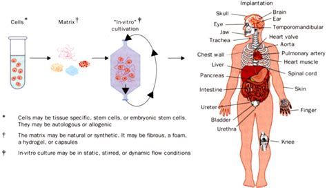 Tissue engineering: the design and fabrication of living replacement ...