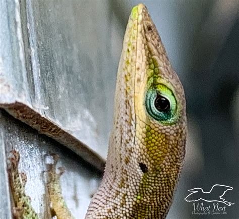 The Beautiful Green Anole is the Only Anole that is Native to the US ...