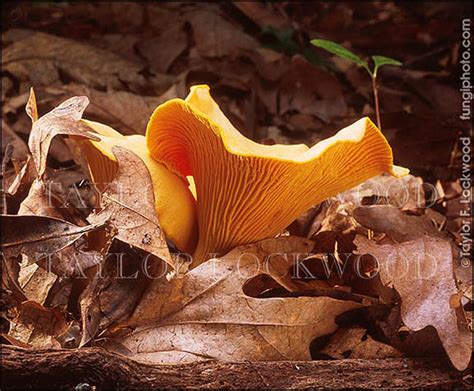 Cantharellus cibarius