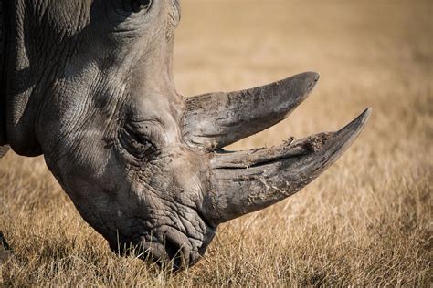 Rhinoceros Eating Grass Image Free Photo