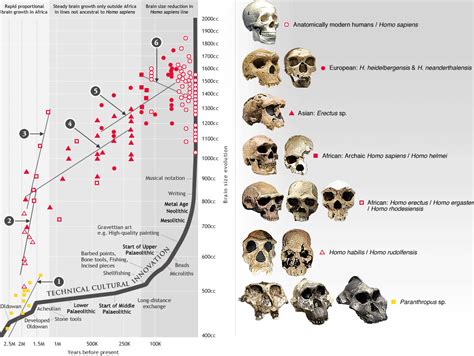 evolutie van het menselijk kunnen