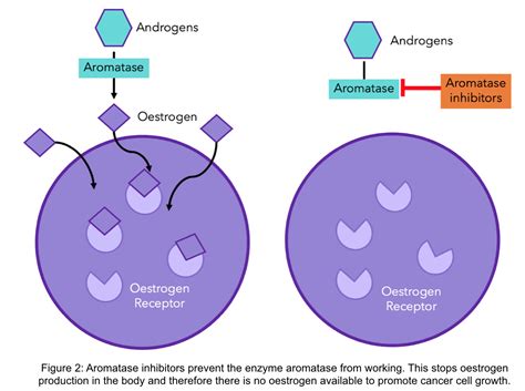 Tamoxifen vs. Aromatase Inhibitors – How do they work? - OWise UK