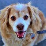 Las Vegas family searching for answers after dog dies following stay at boarding facility - Dog ...