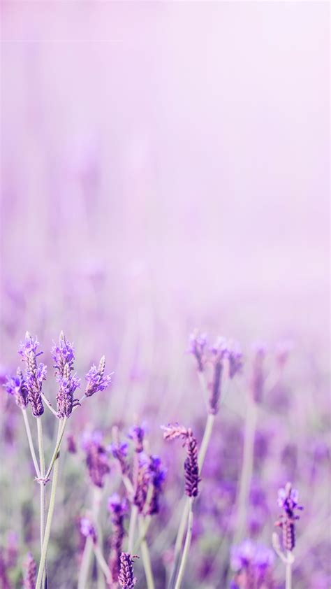 Lavender Purple Aesthetic Flower Message H5 Background Material, Lavender, Flowers, Manor ...