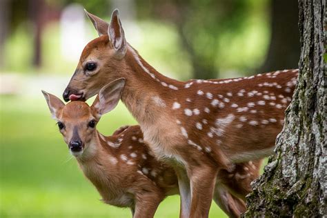 Baby Deer | DGA Photoshop