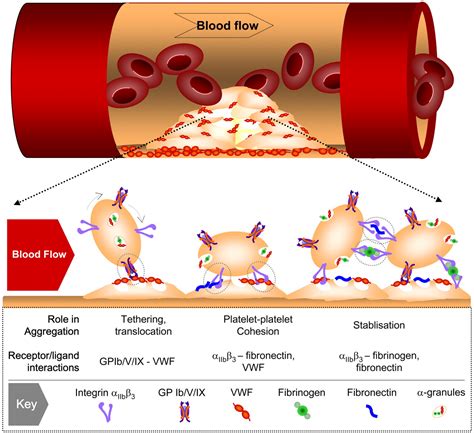 Inhibition of blood coagulation clipart 20 free Cliparts | Download images on Clipground 2024