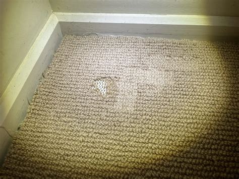 Signs of carpet beetles - little bugs can do a lot of damage