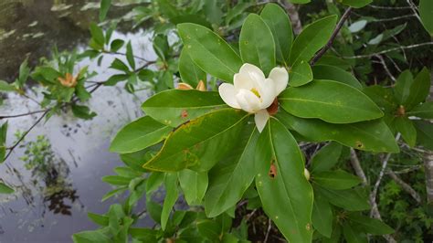 Magnolia virginiana (sweetbay magnolia)