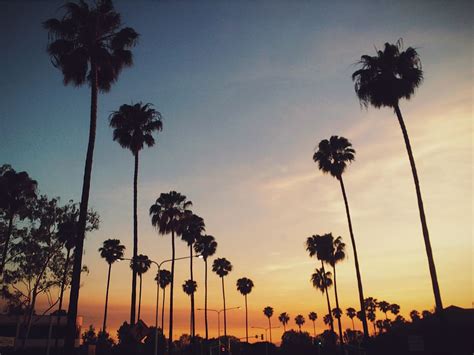 palm trees, sunset, sky, streets, plant, palm tree, silhouette, beauty ...