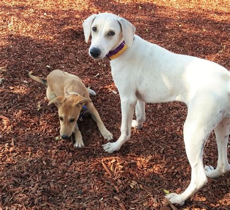 0820161620b cropped - Greyhound Friends for Life - Rescue • Adoption ...