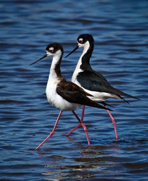 emuwren: The Black-winged Stilt - Himantopus himantopus, is a widely distributed long legged ...