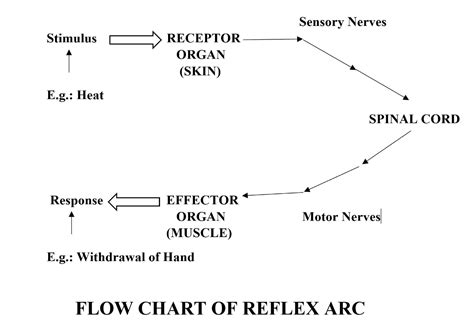 Define reflex arc Give the flow chart of a spinal reflex arc