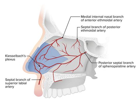 Nose Anatomy (External & Internal) | Concise Medical Knowledge