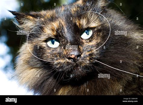 Black Tortoiseshell Norwegian Forest Cat portrait in outdoor setting Stock Photo - Alamy