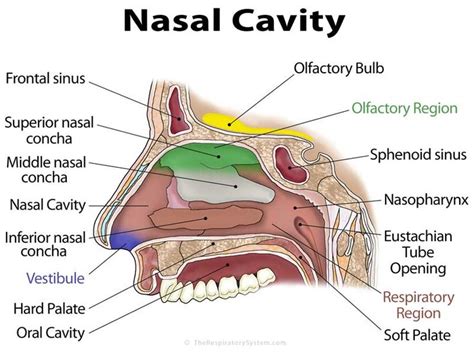 What is nasal cavity definition, what is the function of nasal cavity ...