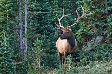 Colorado Elk Population 2024 - Deni Charmain