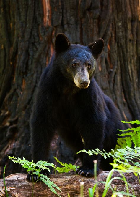 Black Bear | King's Canyon NP, CA | Art in Nature Photography