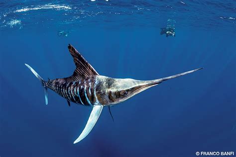 Striped Marlin - Divers Alert Network