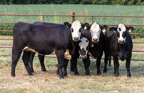 Baldies F1 Heifers | Cattlemen's Preferred Sale