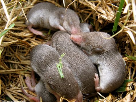 Interesting facts about moles | Just Fun Facts