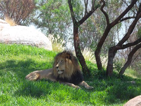 Lion King Head Free Stock Photo - Public Domain Pictures