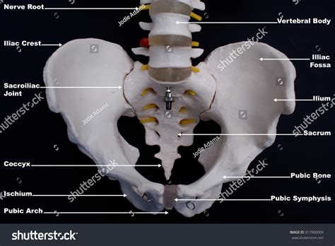 59 Iliac fossa Images, Stock Photos & Vectors | Shutterstock