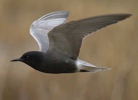 Black Tern, Identification, All About Birds - Cornell Lab of Ornithology