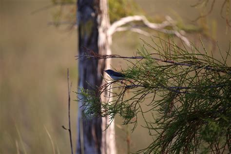 BLUE-GRAY GNATCATCHER | FIEL MARK-male is blue-gray above,fe… | Flickr