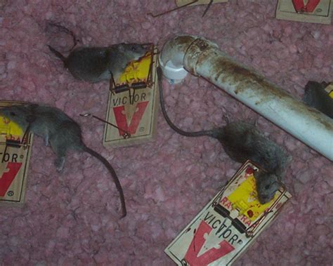 How to Kill Rats - Is Poison the Answer?