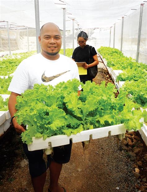 Hydroponic Lettuce Yield Per Square Meter - lordmoms