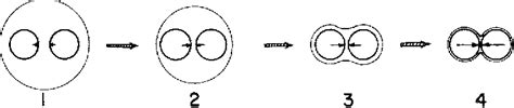 Figure 1 from An Explanation for the Hygroscopic Setting Expansion of Dental Gypsum Products ...