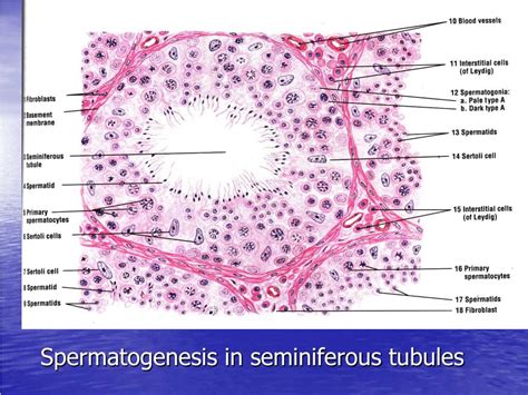 PPT - Histology of the Male Reproductive System (Repro 5) PowerPoint Presentation - ID:5673642