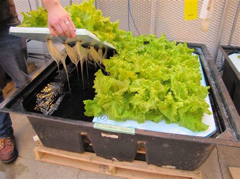 Growing plants without soil? No, it’s not science fiction -- it’s hydroponics, a method of grow ...