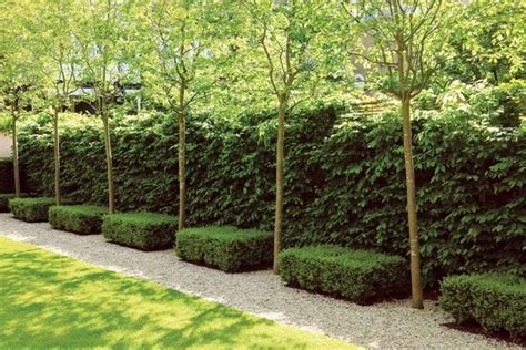 Glorious Hedges - Gallery | Garden Design