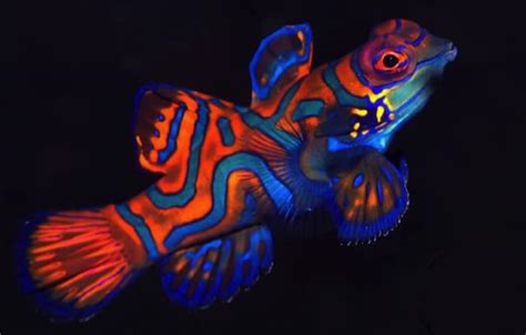 Facts About "Fantastic Mandarin Fish" - Two Fish Divers