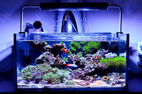 Best nano reef aquariums of 2018, a review and comparison. Which nano ...