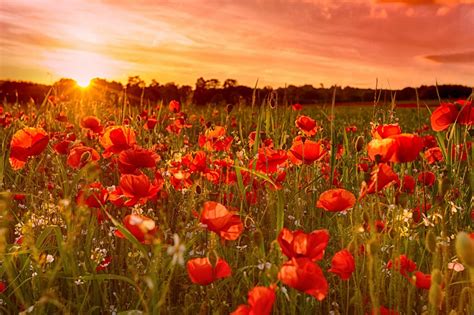 Poppy Field At Sunset Wallpapers - Wallpaper Cave