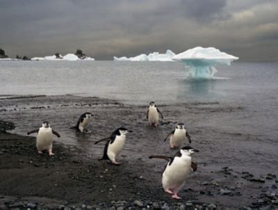 Antarctica Cruise Ports: South Shetland Islands