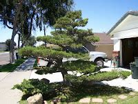 What's happening at Muranaka Bonsai Nursery: The pruning of a Majestic Japanese black pine ...