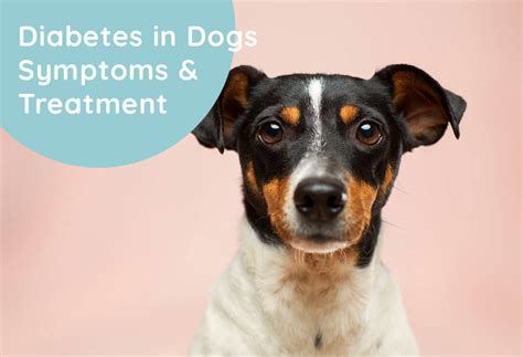 Diabetes in Dogs | Symptoms & Treatment - Weary Panda