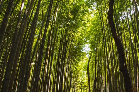 Kyoto's Bamboo Forest: The Complete Guide