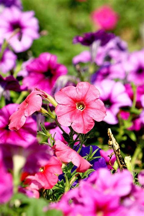 How to Grow and Care for Petunias | Gardener’s Path