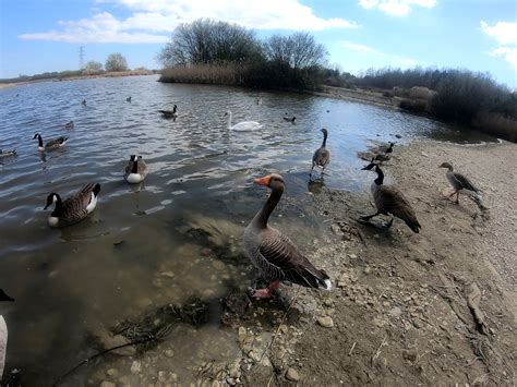 Greylag Goose (1) | BirdForum